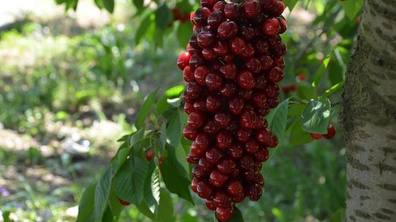 Kirazın "lakıl" hali 30 lira