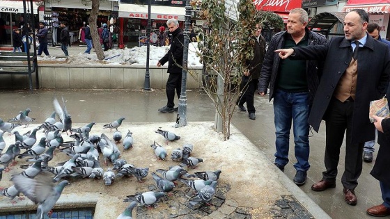 Kırıkkale'de güvercinlerin zehirlendiği iddiasına inceleme