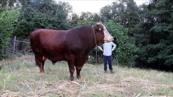 Kırklareli&#039;nde 1 ton 800 kilogramlık &#039;Kocaman&#039; alıcısını bekliyor