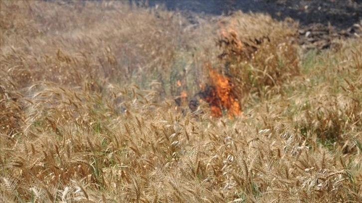 Kırklareli'nde 100 dekarlık buğday ekili alan yandı