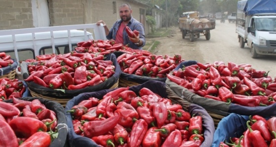 Kırmızı biber güldürdü