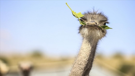 Kırşehir&#039;deki çiftliğinde deve kuşu yetiştiren Gedikarslan taleplere yetişmekte zorlanıyor