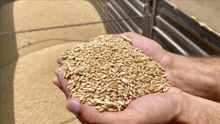 Kırşehir'de sertifikalı tohum kullanımı kuraklığa bağlı verim kaybını önledi
