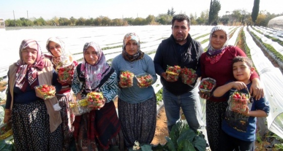 Kış çileği hasadı başladı