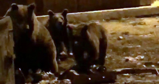 Kış uykusundan uyanan ayıların meraklı vatandaşlarla imtihanı