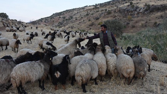 Kışlaklarına ulaşmak için sürüleriyle 300 kilometre yürüyorlar