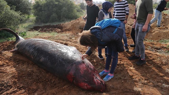 Kıyıya vuran balinanın 1,5 yıl sonra kemikleri sergilenecek