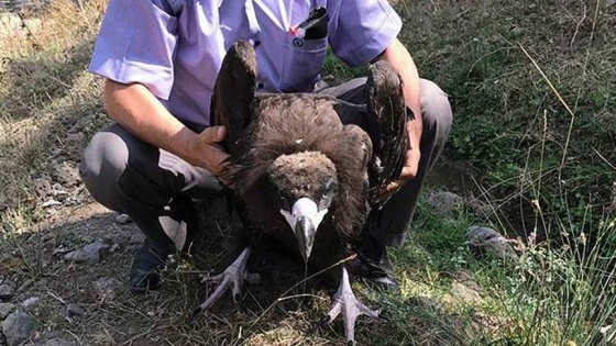 Kızılcahamam'da bulunan kara akbaba koruma altına alındı