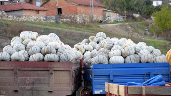 Kızıldamlar kestane kabağı 'kalitesiyle' tarlada satıcı buldu