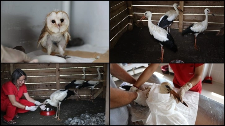 Kızılırmak Deltası Kuş Cenneti'ndeki ilk yardım ünitesinde 45 göçmen kuş tedavi edildi