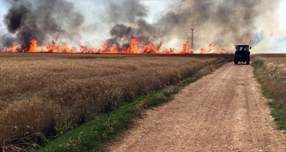 Kızıltepe'de 160 dönüm arazi kül oldu