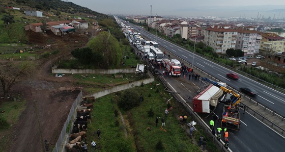 Kocaeli TEM’de hayvan yüklü tır yola devrildi araç kuyruğu oluştu