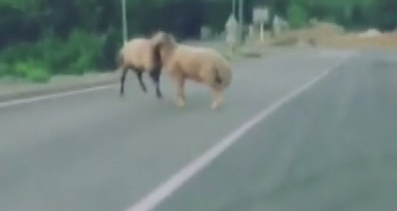 Koçların yol ortasında kafa kafaya kavgası kameralara yansıdı