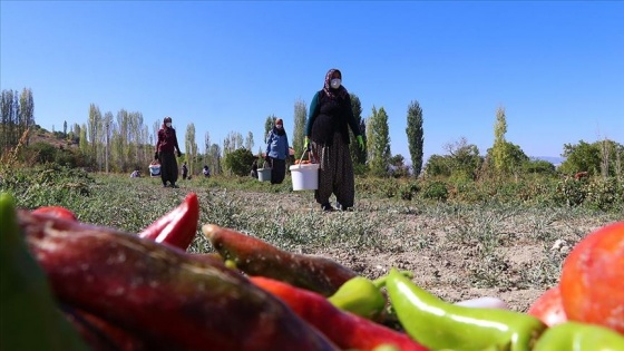 Komşu 14 girişimci kadının üretim başarısı