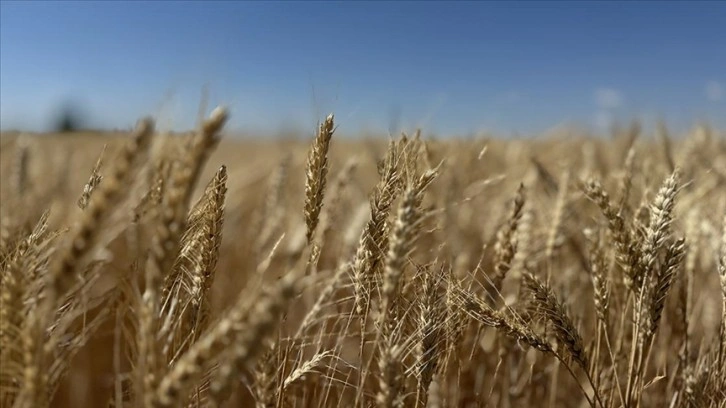 Konya'da ekmeklik buğday çeşidi 