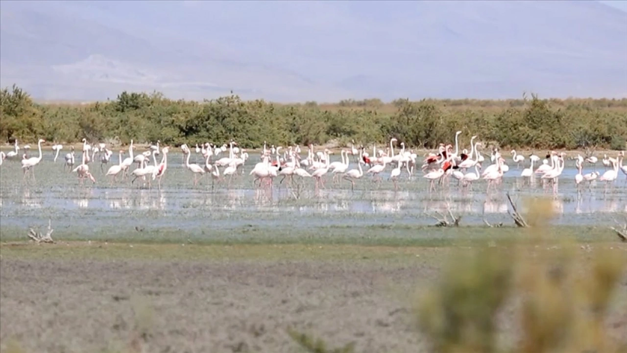 Konya'da flamingo yavruları göç yolculuğuna hazırlanıyor