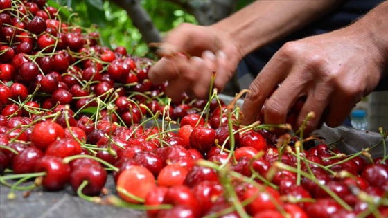 Konyalı kiraz üreticileri fiyatlardan memnun