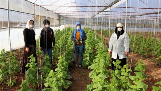 Kooperatifle güçlerini birleştiren köylü kadınlar yöresel ürünlerle gelir sağlıyor