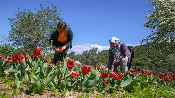 Kooperatifleşen kadınlar Hollanda'ya lale gönderiyor