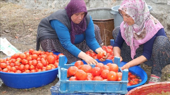 Kooperatifleşen kadınların salça mesaisi