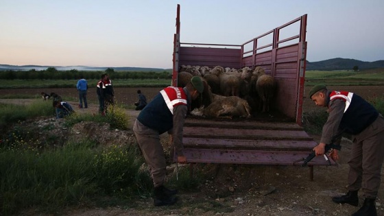 Köpeği zehirleyip ağıldaki koyunları çaldılar