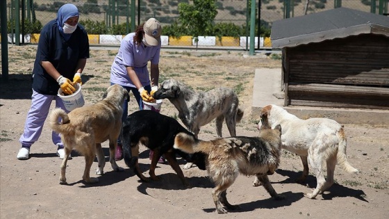 Köpek barınağının gönüllü anneleri