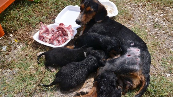 Köpek yavruları yaralı annelerinin başından ayrılmadı