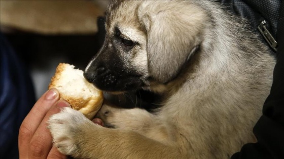 Köpek yavrularını donmaktan kurtardılar