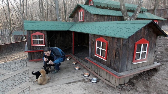 Köpekler için yapılan 'sevgi evleri' sahiplenmeleri artırdı