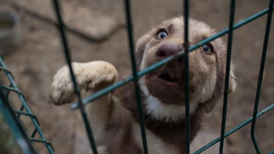 Köpekler iletişim kurmak için şekilden şekile giriyor