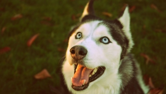 Köpekler olgun insanları seviyor!