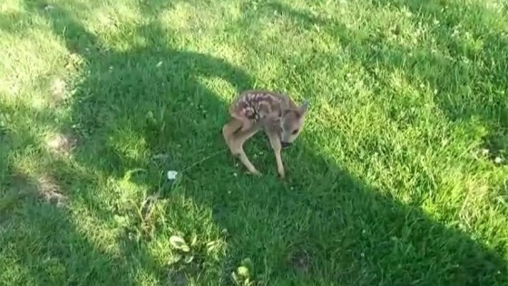 Köpeklerin saldırdığı karaca yavrusuna Bakanlık sahip çıktı