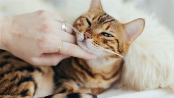 Koronavirüste 'kedi' iddiası asılsız