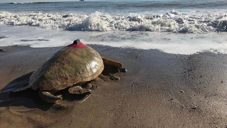 Koruma çabaları sayesinde deniz kaplumbağası sayısı artıyor