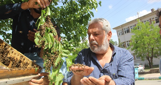 Kovanını terk eden bal arıları mahalleyi istila etti