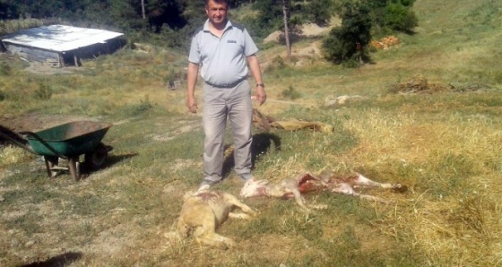 Köye inen kurtlar, 80 koyunu telef etti