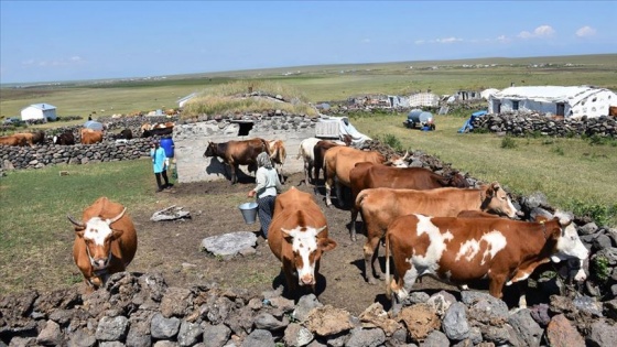 Köylülerin 'yayla mesaisi' devam ediyor