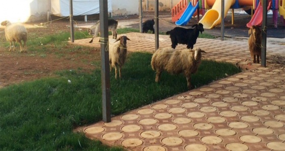 Koyun koyuna yolculuk