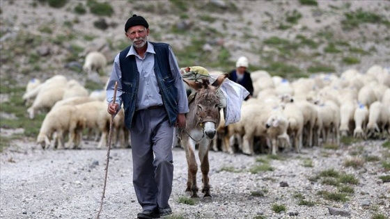 Koyun ve kuzuların ardında geçen bir ömür