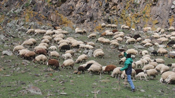 Koyunları doyurmak için oruçlu olmalarına rağmen saatlerce merada yürüyorlar