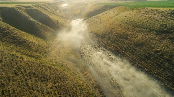 Koyunların Nemrut Dağı'na tozlu yolculuğu