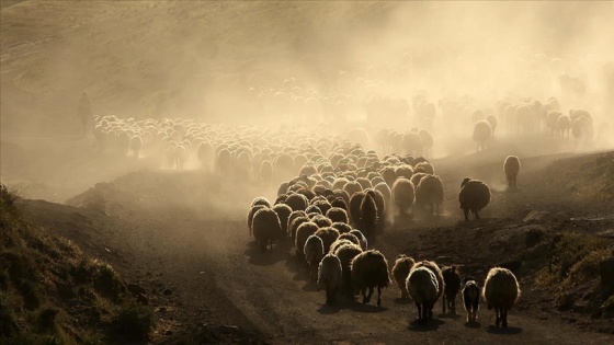 Küçükbaş hayvan sürülerinin Nemrut Dağı&#039;na yolculuğu