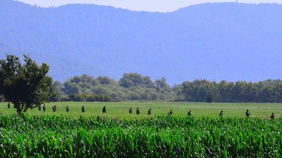 Küp şeker, erik ve mısır yiyerek beslenmişler