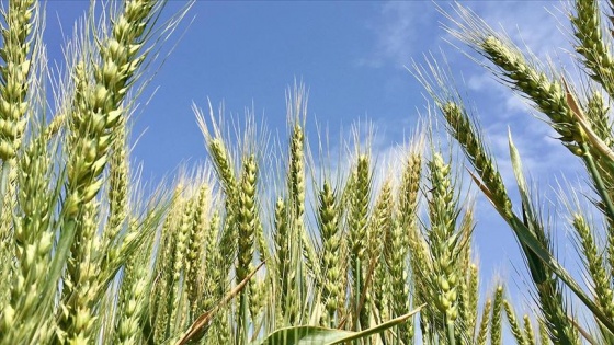 Kuraklığa dayanıklı, verimli ve kaliteli buğday geliştirildi