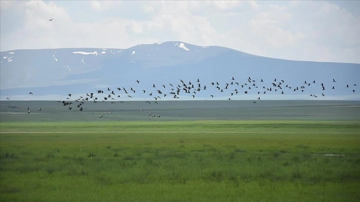 Kuraklıktan kurtulan Kuyucuk Gölü yeniden kuşlara yuva oldu