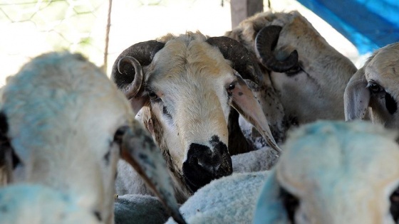 Kurban kestirince hapis cezası istemiyle yargılanmaktan kurtuldu