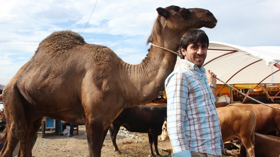 Kurban pazarındaki Haydar isimli deveye büyük ilgi