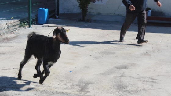 Kurbanda kaçan keçi kayıplara karıştı