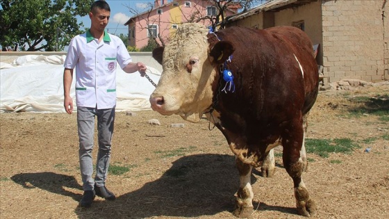 Kurbanlık 1,3 tonluk boğa 'Paşa' görücüye çıktı