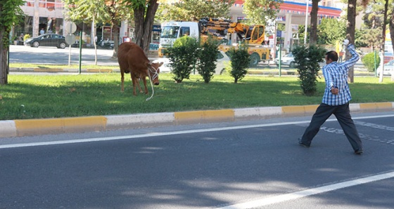 Kurbanlık dana ortalığı birbirine kattı!